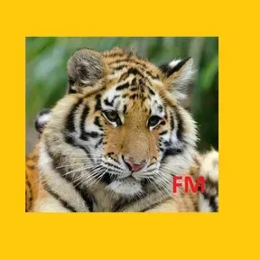 Tiger FM