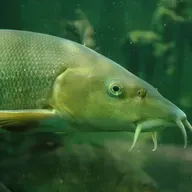 Inclusión de los Barbos como especies para explotaciones de Acuicultura en Extremadura 
