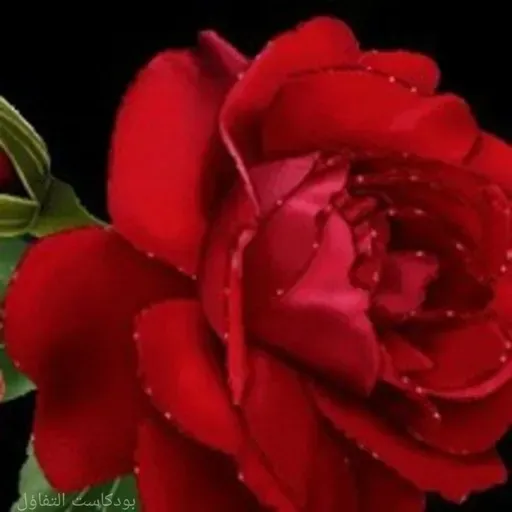 💞 المتفائلون 💞