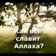 Как все славит Аллаха? (ru-nur.com)