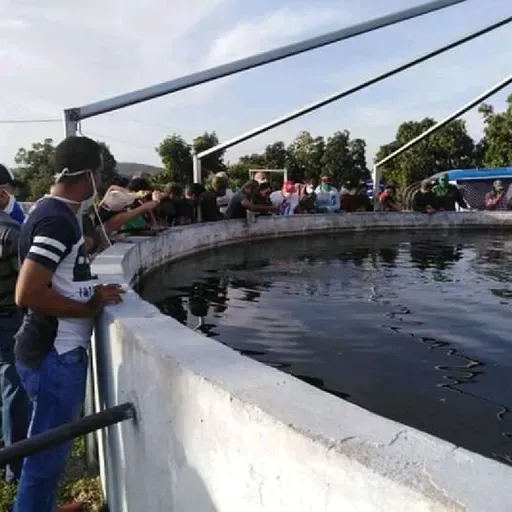 Los hermanos Lidia y Omar Cano Obregon se dedican a la cria intensiva de tilapia y clarias en el poblado de Falcón...