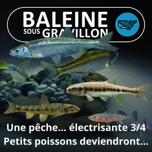 S07E133 Partie de pêche... électrisante 3/4 : Le menu fretin, de l'Épinochette au Vairon