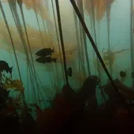 Ep. 545 - The Dynamics of Kelp Forest Ecology