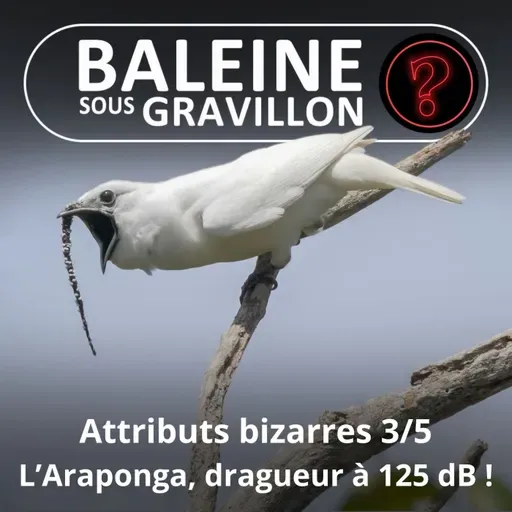 S07E94 Vous avez dit bizarre ? Attributs 3/5 : L'Araponga blanc, la drague à 125 dB