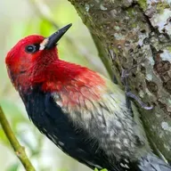 Sapsuckers