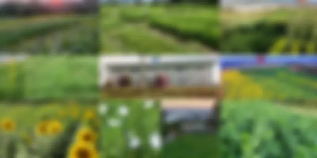 PODCAST EXTENSÃO AGRONOMIA RIO DO SUL IFC