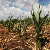 FAO impulsa compromisos climáticos en el sector agrícola de cara a la COP30