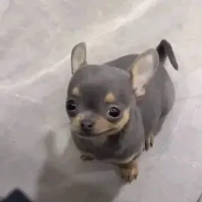 Pelados H