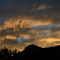 Black Forager : On Connecting with the Living World