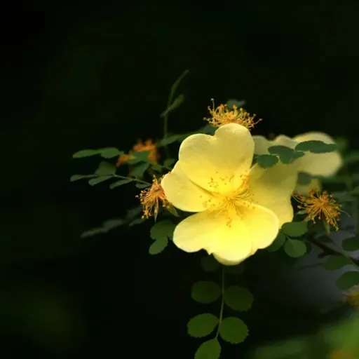 迟子建：当人心向下时