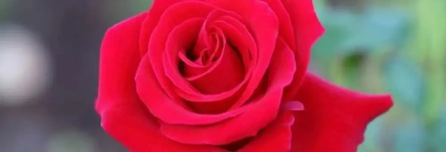 La Rosa de San José 92.3FM