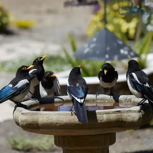Yellow-billed Magpie