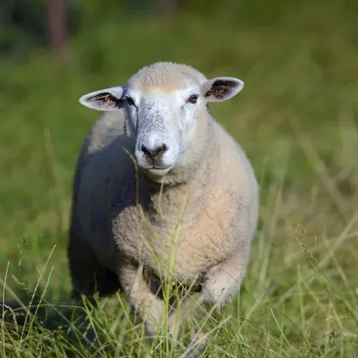 Die Tierdocs: Schaf riecht unangenehm
