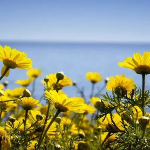 SylviaM - Vamos a vencer - Un café con tu voz - 21032020