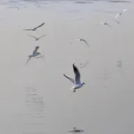 Evolutionary Biologist Scott Taylor And Birds