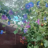 Llama violeta -El podcast de Nilda Rosa Acosta Rojas