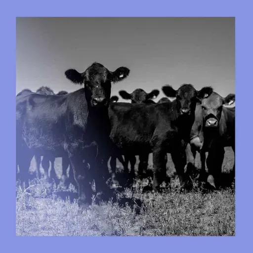 Lowering the steaks: a Mercosur deal at last