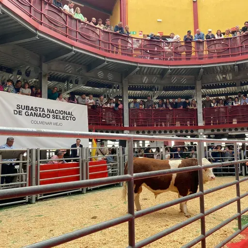 Radio Periférica | Sementales a subasta: ¿quién da más?