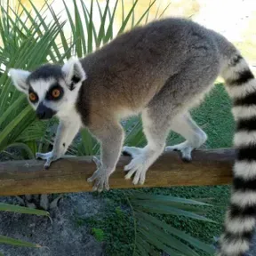 Lemurr73