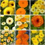 2025 Plant of the Year - Calendulas