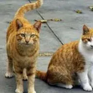 Preocupación por el alto número de gatos abandonados en Novelda