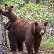 Vai zini, kam jābūt pie rokas, lai aizstāvētos pret mežā sastaptu lāci?