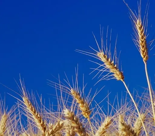 Grain and Shine - How the weather is affecting farming