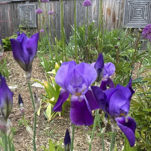 Meander with Me... and my Garden