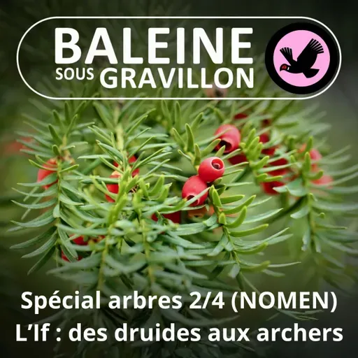 SPÉCIAL ARBRES 2/4 : L'If, des archers à la baguette de Voldemort (NOMEN)