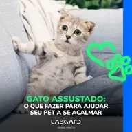 Episódio 76 - Gato assustado: o que fazer para ajudar seu pet a se acalmar!