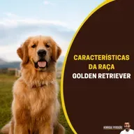 Características da raça Golden Retriever