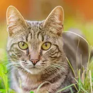 Cuidados com os gatos 