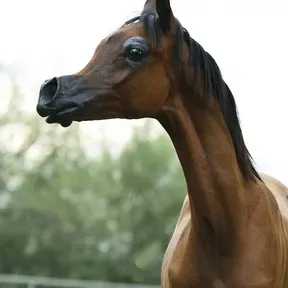 animalplanet