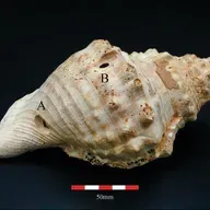 Et af verdens ældste musikinstrumenter kan være fundet i Spanien