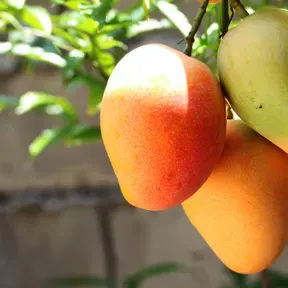 Super Mango Show
