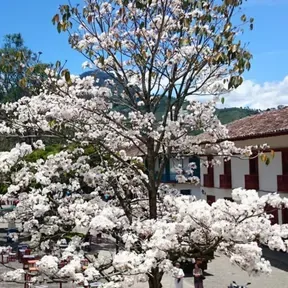 Guayacán