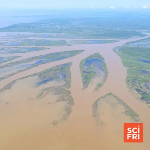 $8B Of Climate Tech Projects Canceled | In Louisiana, A Successful, Growing Wetland