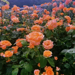 0622の思いつきラジオ