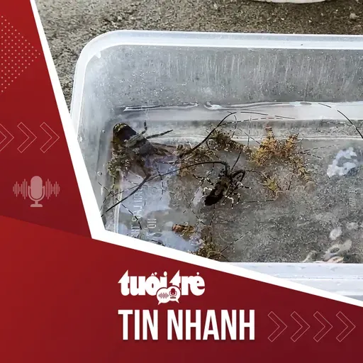 Tin tức tối 21-1: Săn tôm hùm giống, ngư dân kiếm bộn tiền