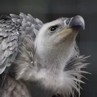 How High Do Birds Fly?