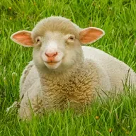 Овечка — золотые колечки