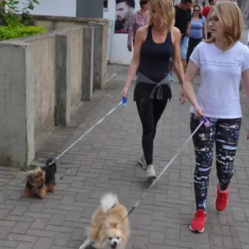 Atropelamento de Mascotes #MaioAmarelo