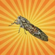 La cigale cymbale, mais ne chante pas