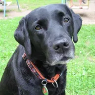 💫 ... življenje onkraj telesa (3) Utelesitve psa 🌀♾️