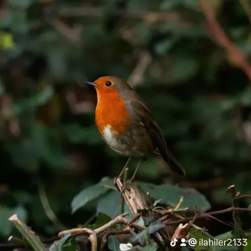 Gelin İslamı Yaşanır Yapalım