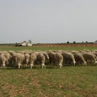 UGI advierte que en solo un par de años las jubilaciones pueden dejar al sector ganadero de la provincia de Ciudad Real en mínimos históricos