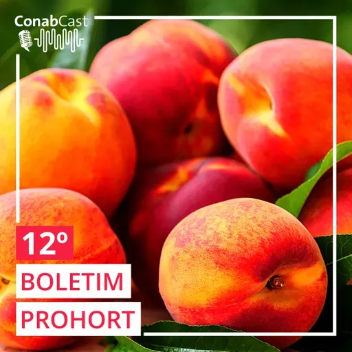 Preços do tomate registram queda no atacado influenciado por boa oferta nos mercados