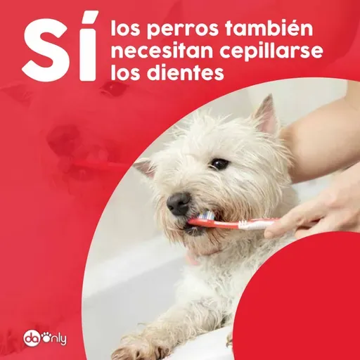 Episodio 122: Sí, los perros también necesitan cepillarse los dientes