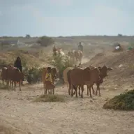 Le journal du 26 juin 2026 - Pastoralisme à Tahoua : les acteurs du secteur réfléchissent aux défis et aux pistes de solutions