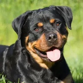 E O Rott BB